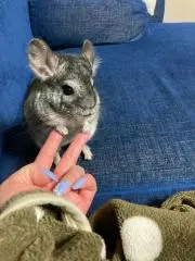 ちぃの画像