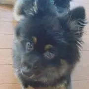 いこま