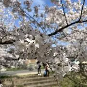 saryの画像
