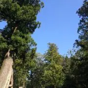 かやの画像
