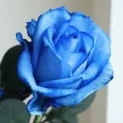 Musiqueの画像