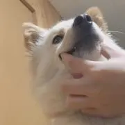 だーさん