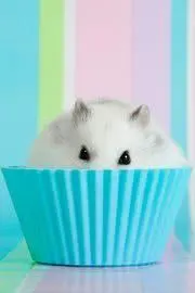 まめちゃん