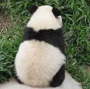 パンダマンの画像