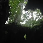 はる