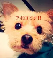 アポロの画像