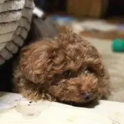YUTOの画像