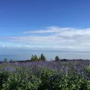 なおちんの画像