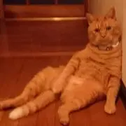 ももっちゃの画像