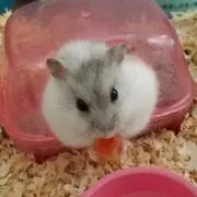 ハムコ　物は大事にしたいです(^^)！の画像