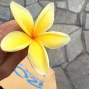 ALOHAの画像