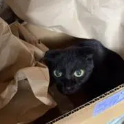ナツメの画像