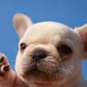 はな