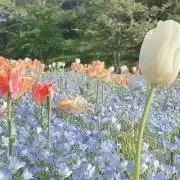 rsiの画像