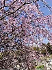 さくらもちの画像