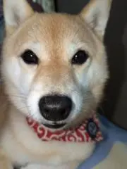 ringringの画像