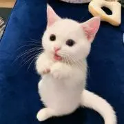 ねこの画像