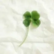 ヒスイロの画像