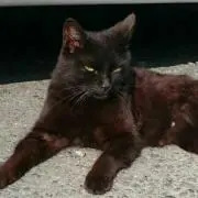 はちまふ ※猫同居しています※の画像