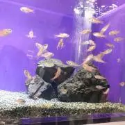 ゆゆ