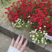 アイカ