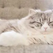 トムの画像