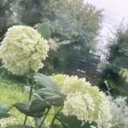 かすみ草