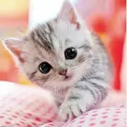 にゃん