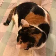 Kaoの画像