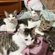 みこと