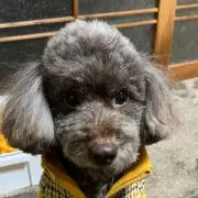 ギンちゃんの画像