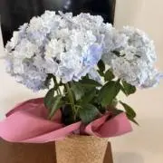 りんの画像