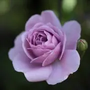 ✨Akkoの花と暮らし。⁠◕⁠‿⁠◕⁠。の画像