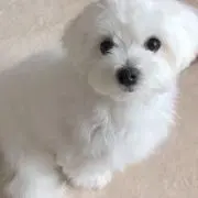 あの画像