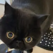 とと