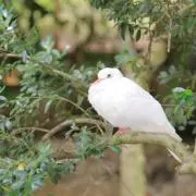 キョロちゃんの画像