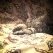 ゆんの画像
