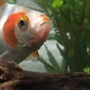 みつ