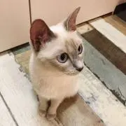 つちやの画像