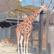 イチゴ