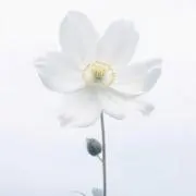 ぱんちゃの画像