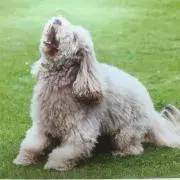 あひるの画像