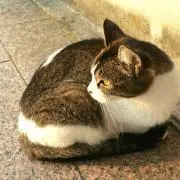ニャムチェの画像