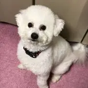 ぽちまる