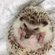 ゆきちの画像