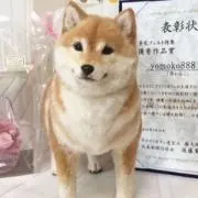 Pika 38の画像