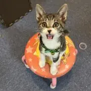 小鉄