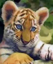ジャスミンの画像