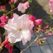 スシ