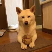 みるみるみるく